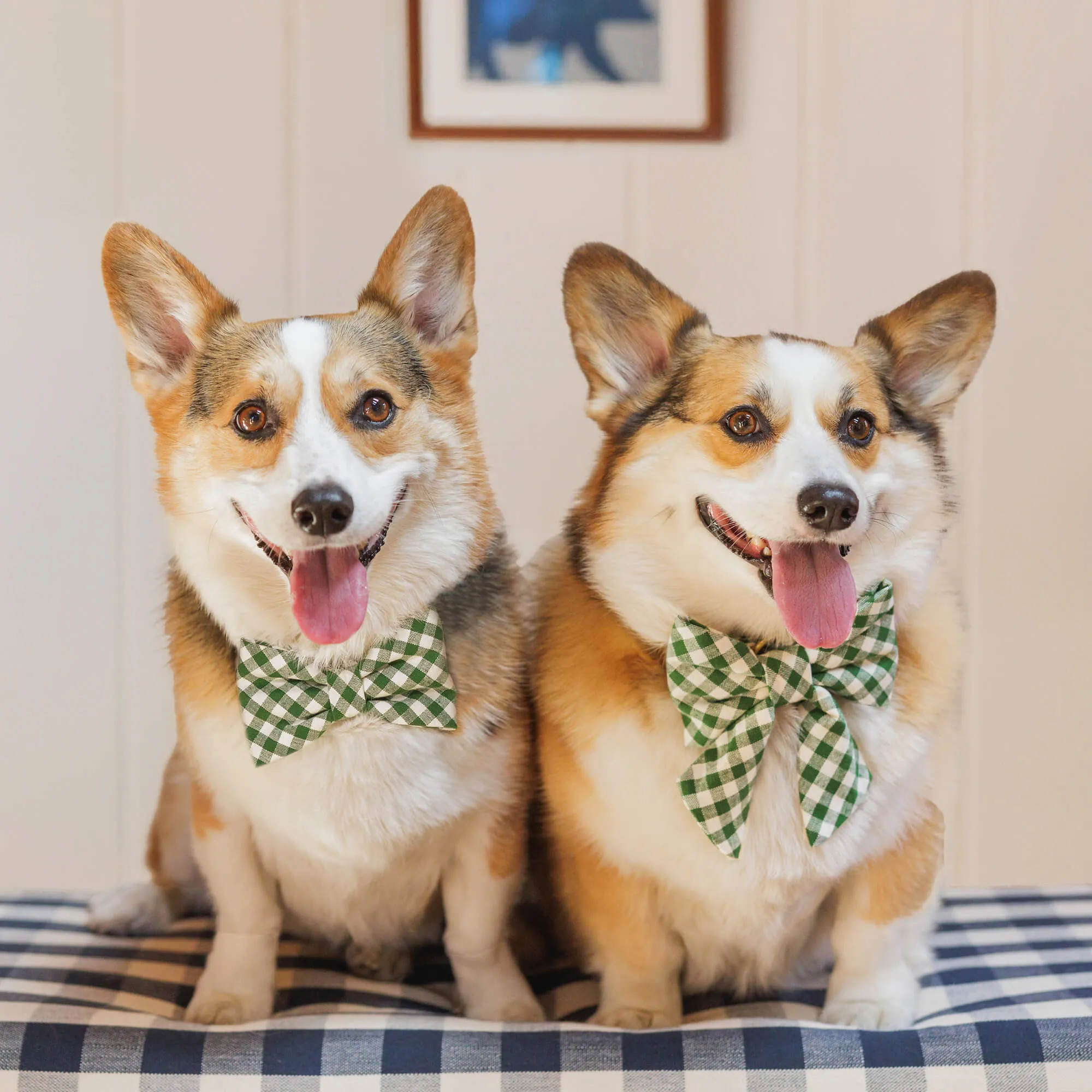 Heather Taylor Home x TFD Mini Gingham Hunter Green Bow Tie Collar