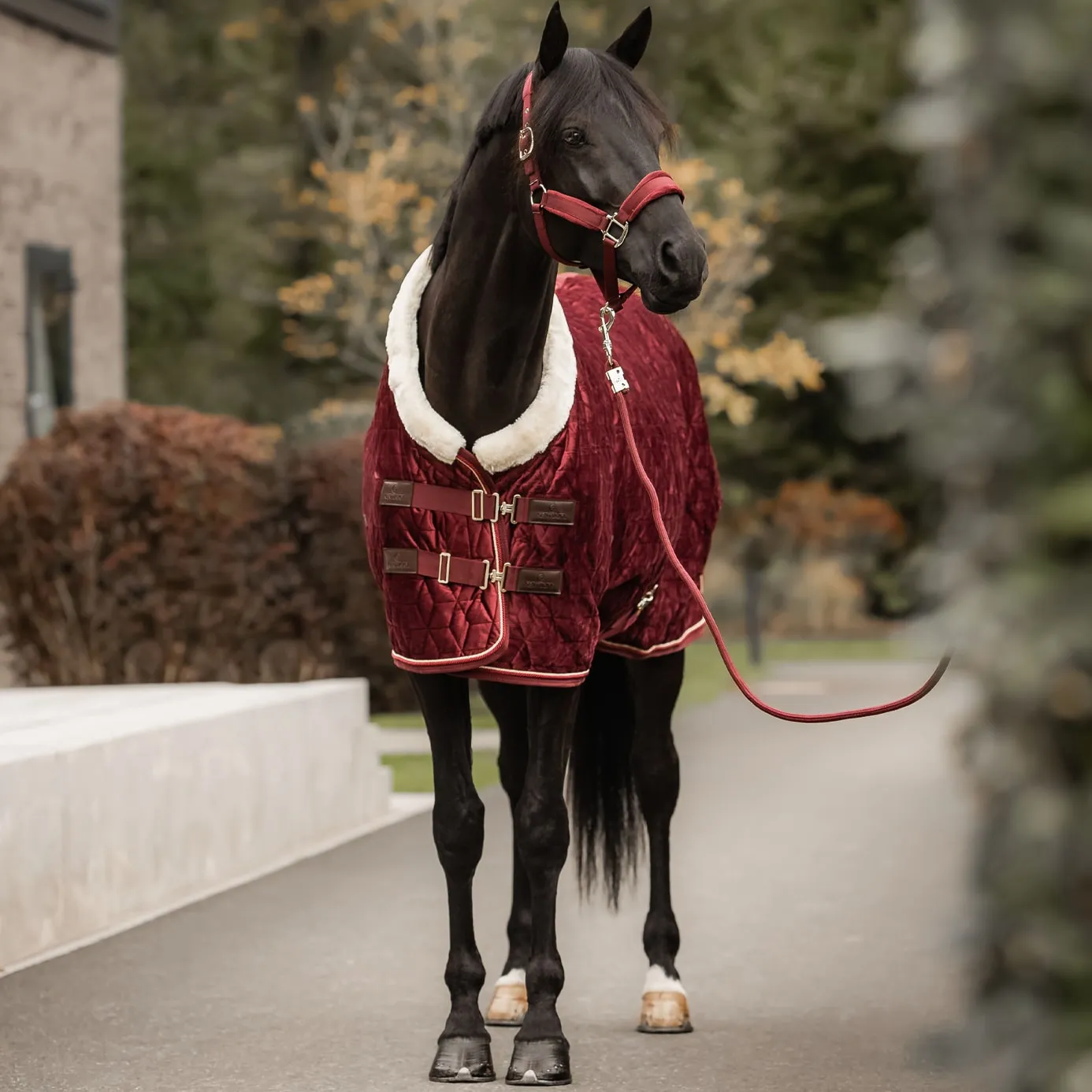 Kentucky Horsewear Velvet Show Rug - Bordeaux