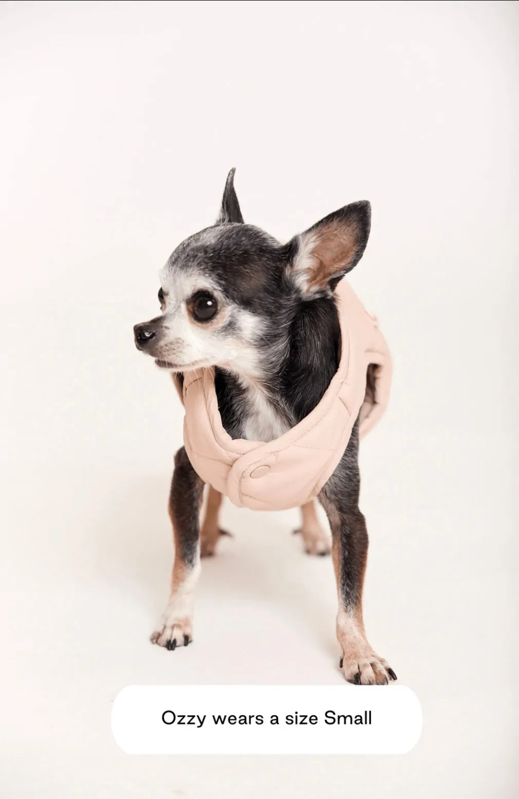 MAXBONE Eco Packable Dog Jacket